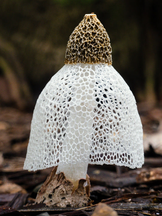 Bridal Veil Mushroom Phallus indusiatus