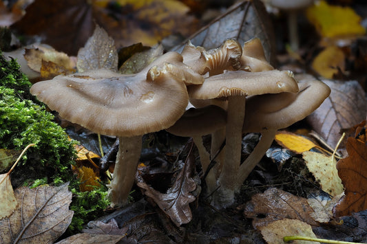 Fried Chicken Mushroom Lyophyllum decastes