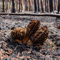 Burn Morel Mushroom Morchella eximia