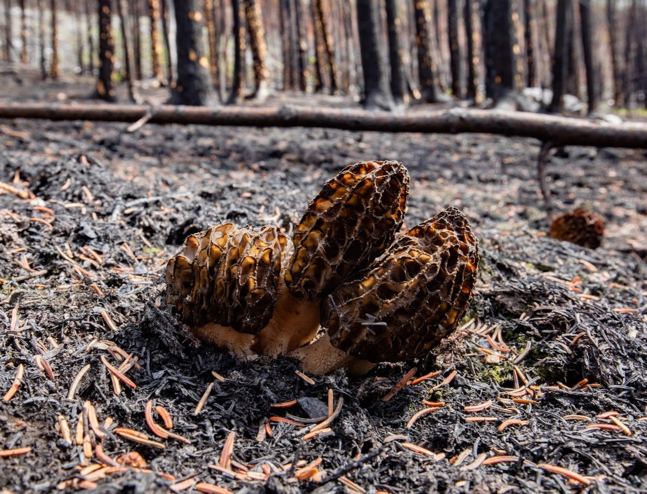 Fire Morel Morchella exuberans