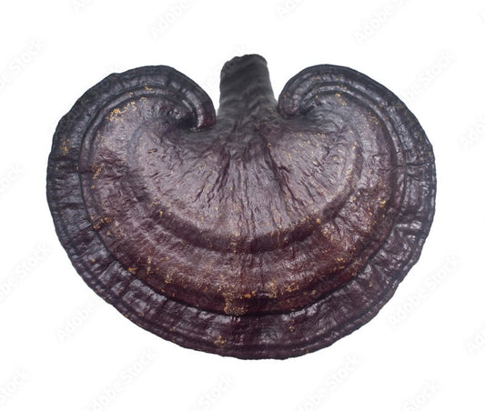 Ganoderma neo-japonicum