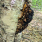 Chaga mushroom Inonotus obliquus