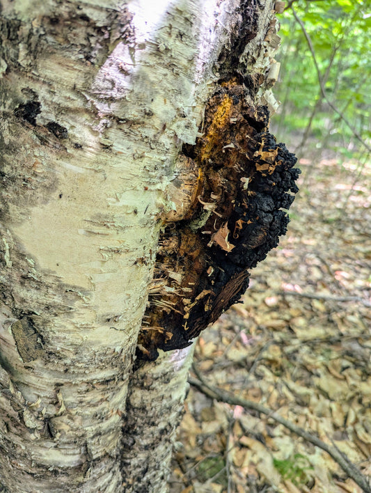 Chaga mushroom Inonotus obliquus