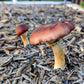 Red Wine Cap Mushroom Stropharia rugosoannulata