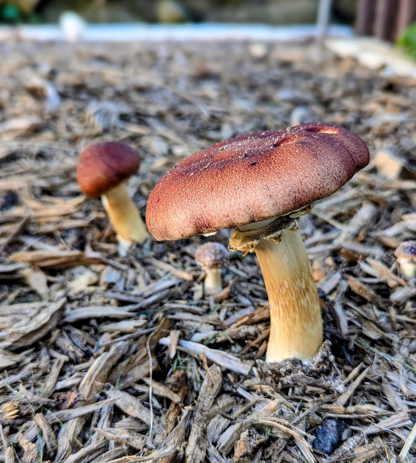 Red Wine Cap Mushroom Stropharia rugosoannulata