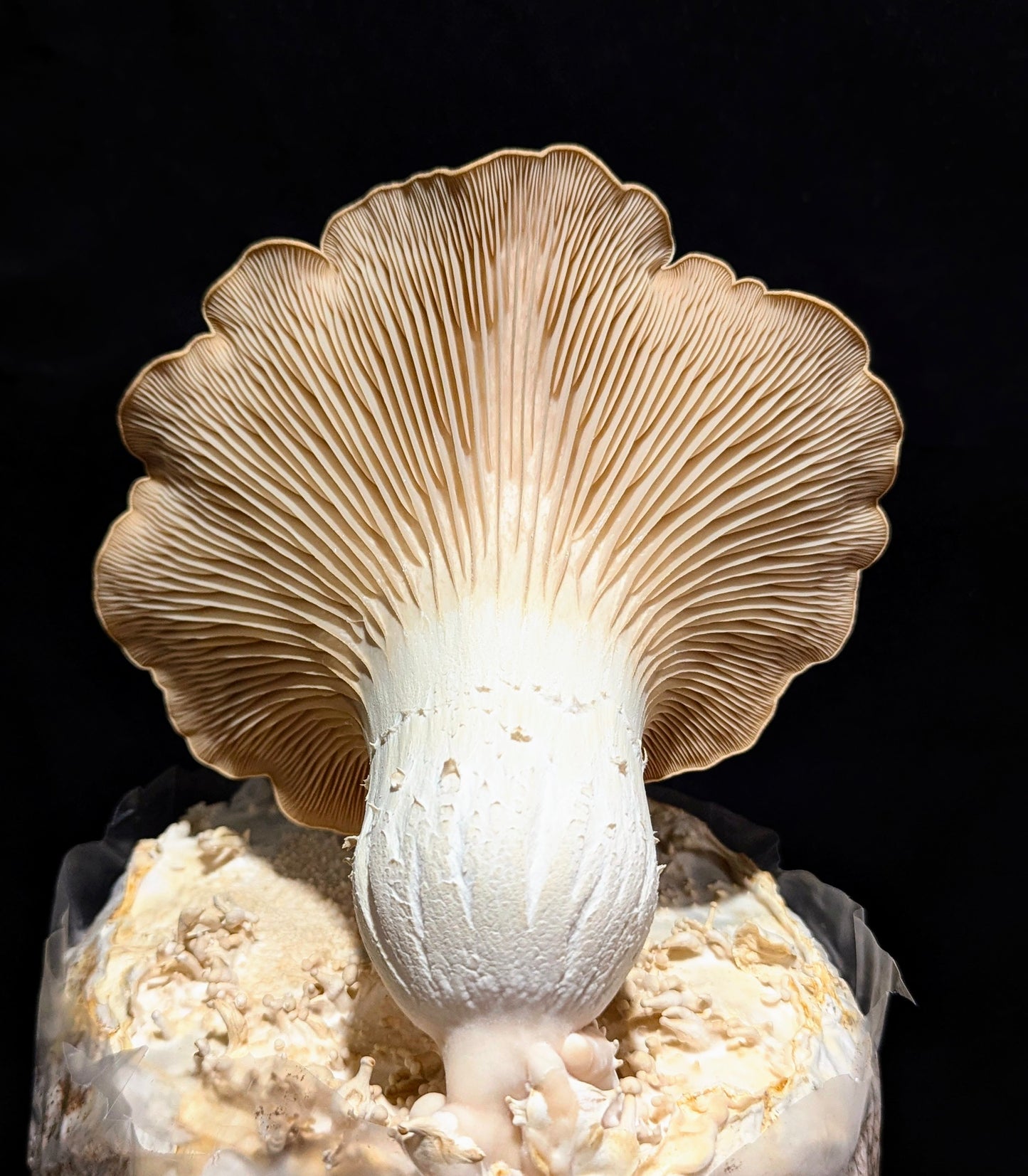 English King Oyster Mushroom Pleurotus eryngii