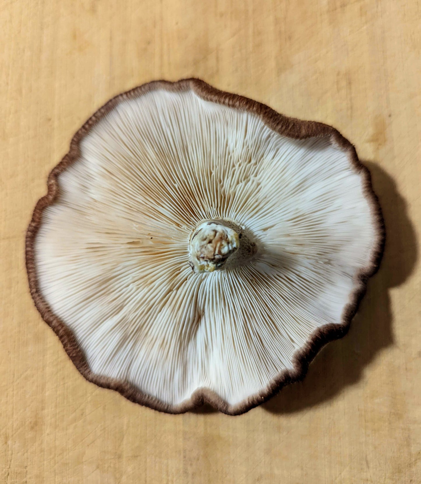 Shiitake 5000 Mushroom Lentinula edodes