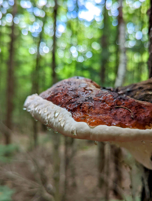 Red-Belted Conk Fomitopsis pinicola