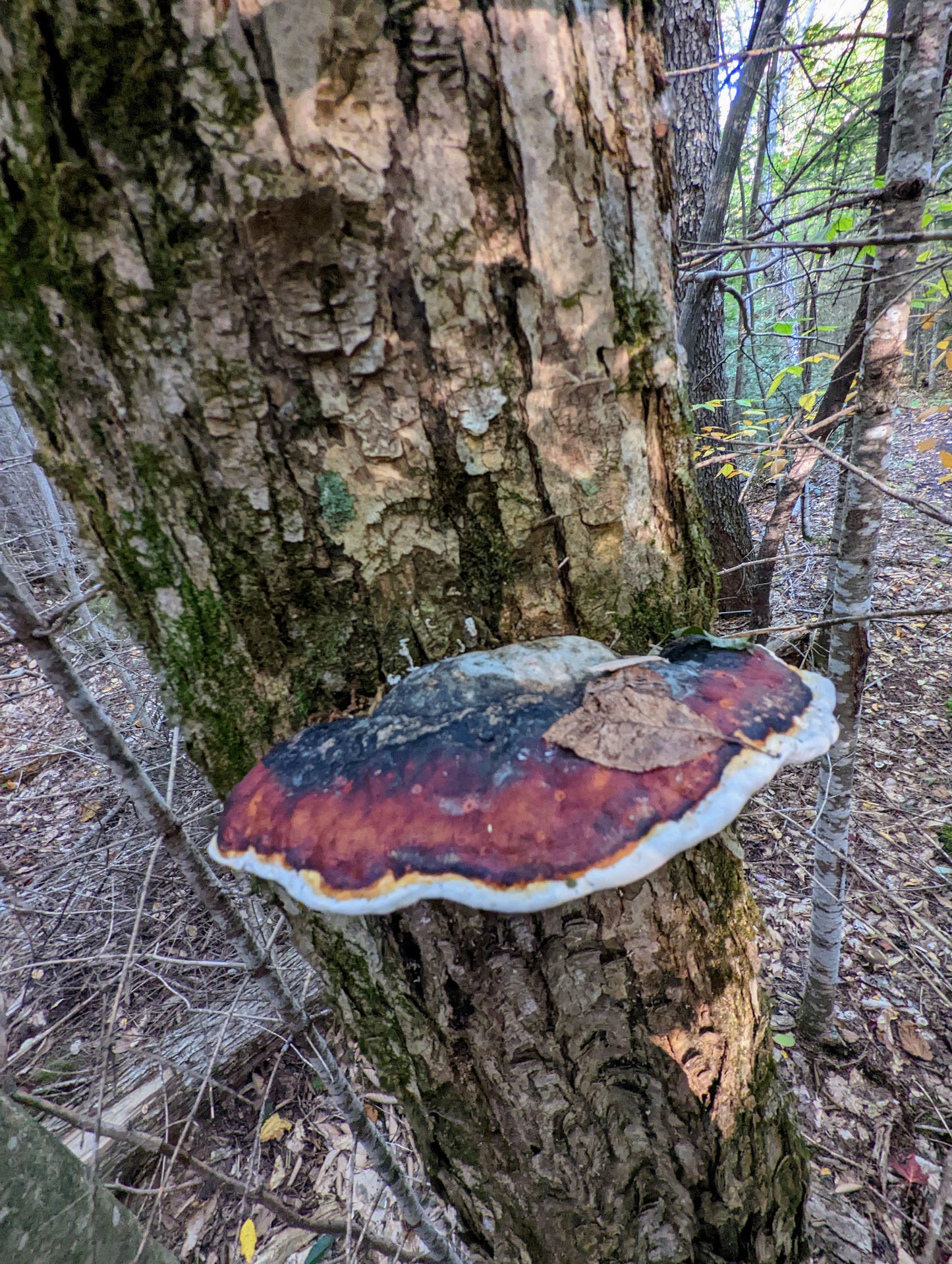 Red-Belted Conk Fomitopsis pinicola