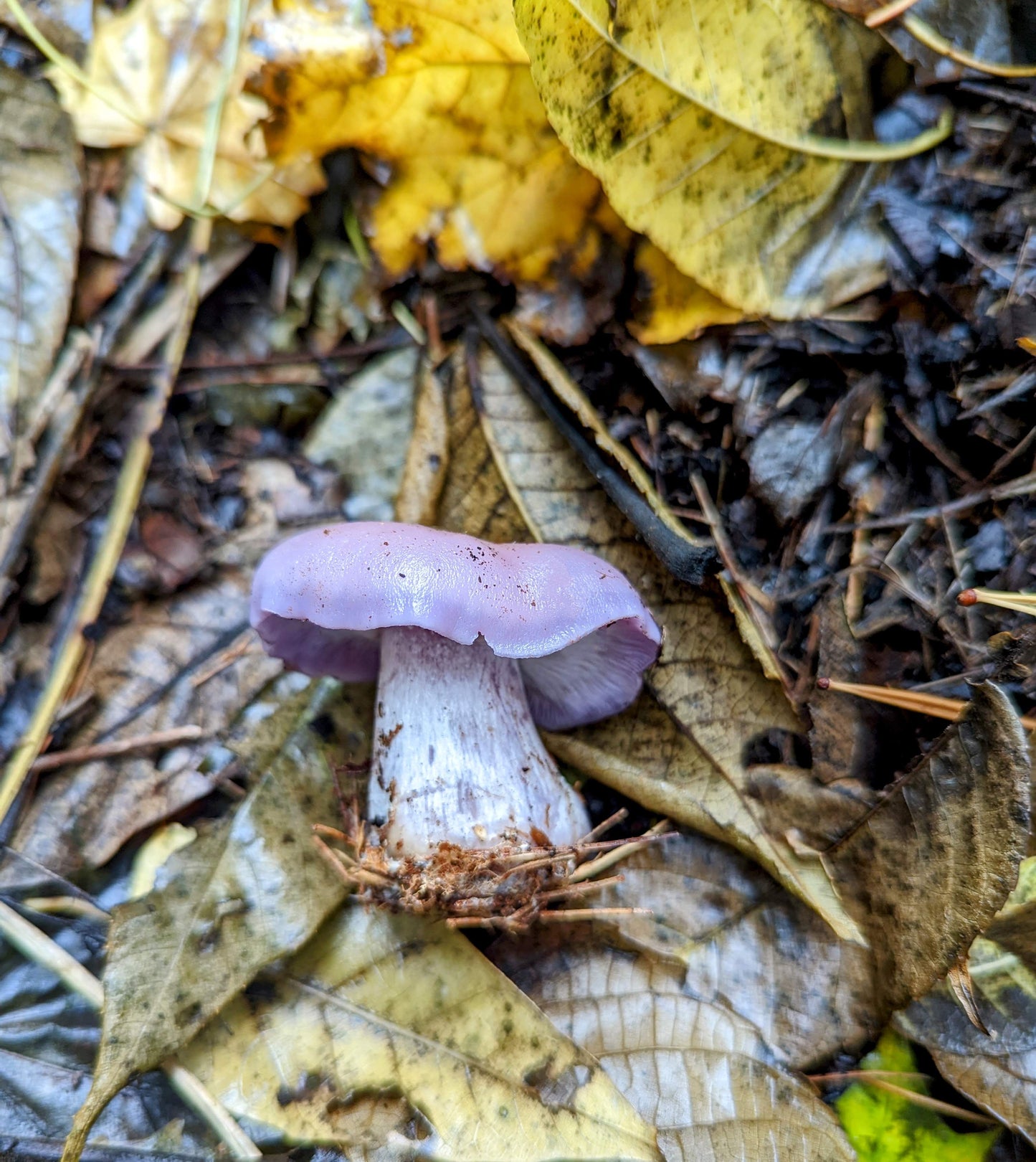 Blewit Mushroom Lepista nuda