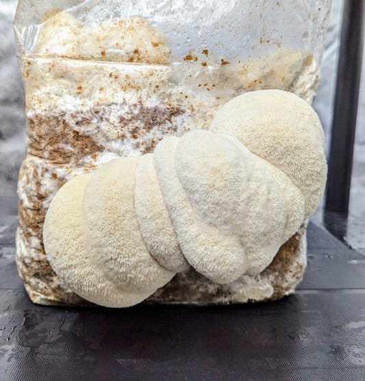 Lion's Mane Mushroom Grow Kit