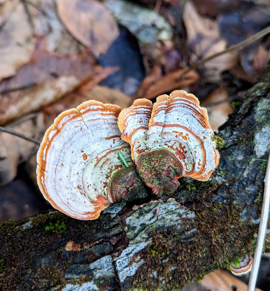 False Turkey Tail Stereum lobatum