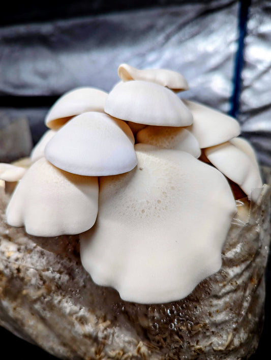 Big White Beech Mushroom Hypsizygus tessulatus