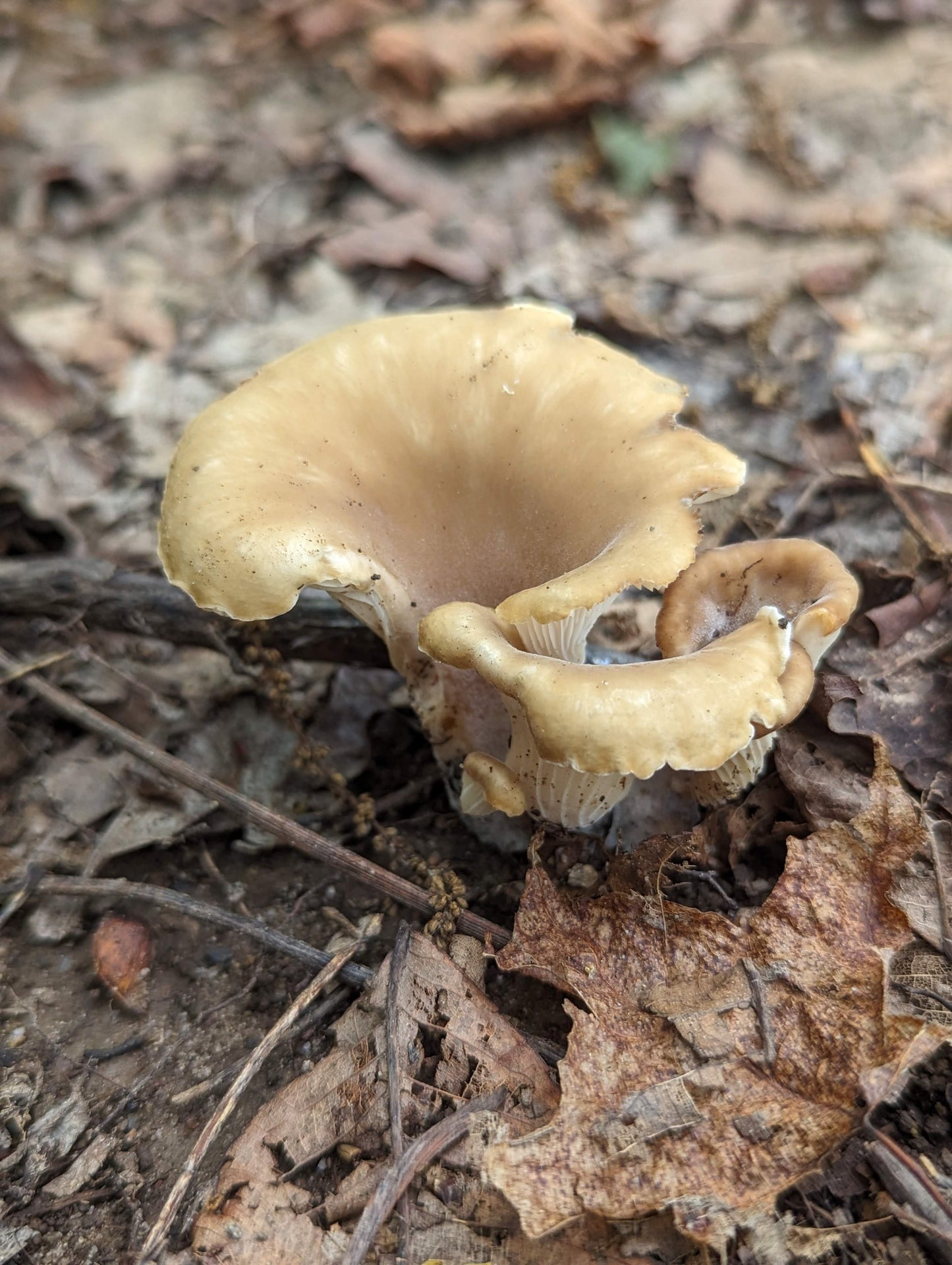 Shoehorn Oyster Hohenbuehelia petaloides