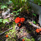 Red Chanterelle Cantharellus cinnabarinus