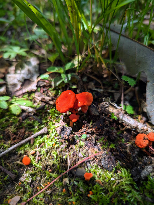 Red Chanterelle Cantharellus cinnabarinus