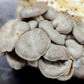 Black Pearl King Oyster Mushroom Pleurotus eryngii