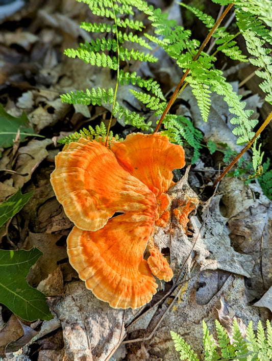 Chicken Of The Wood Mushroom Laetiporus sulphureus