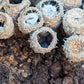 Dung-Loving Bird's Nest Fungus Cyathus stercoreus