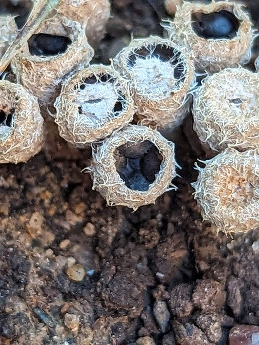 Dung-Loving Bird's Nest Fungus Cyathus stercoreus