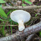 Tuberous Polypore Polyporus tuberaster