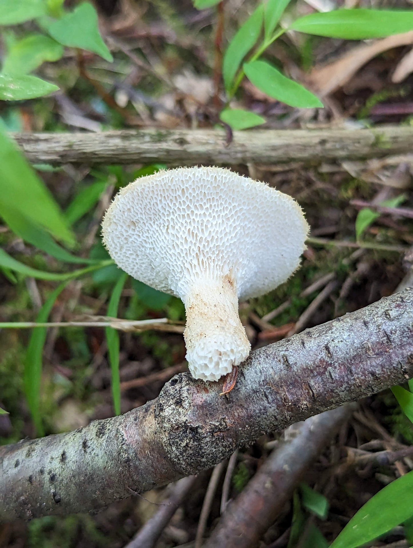 Tuberous Polypore Polyporus tuberaster