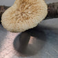 Tuberous Polypore Polyporus tuberaster