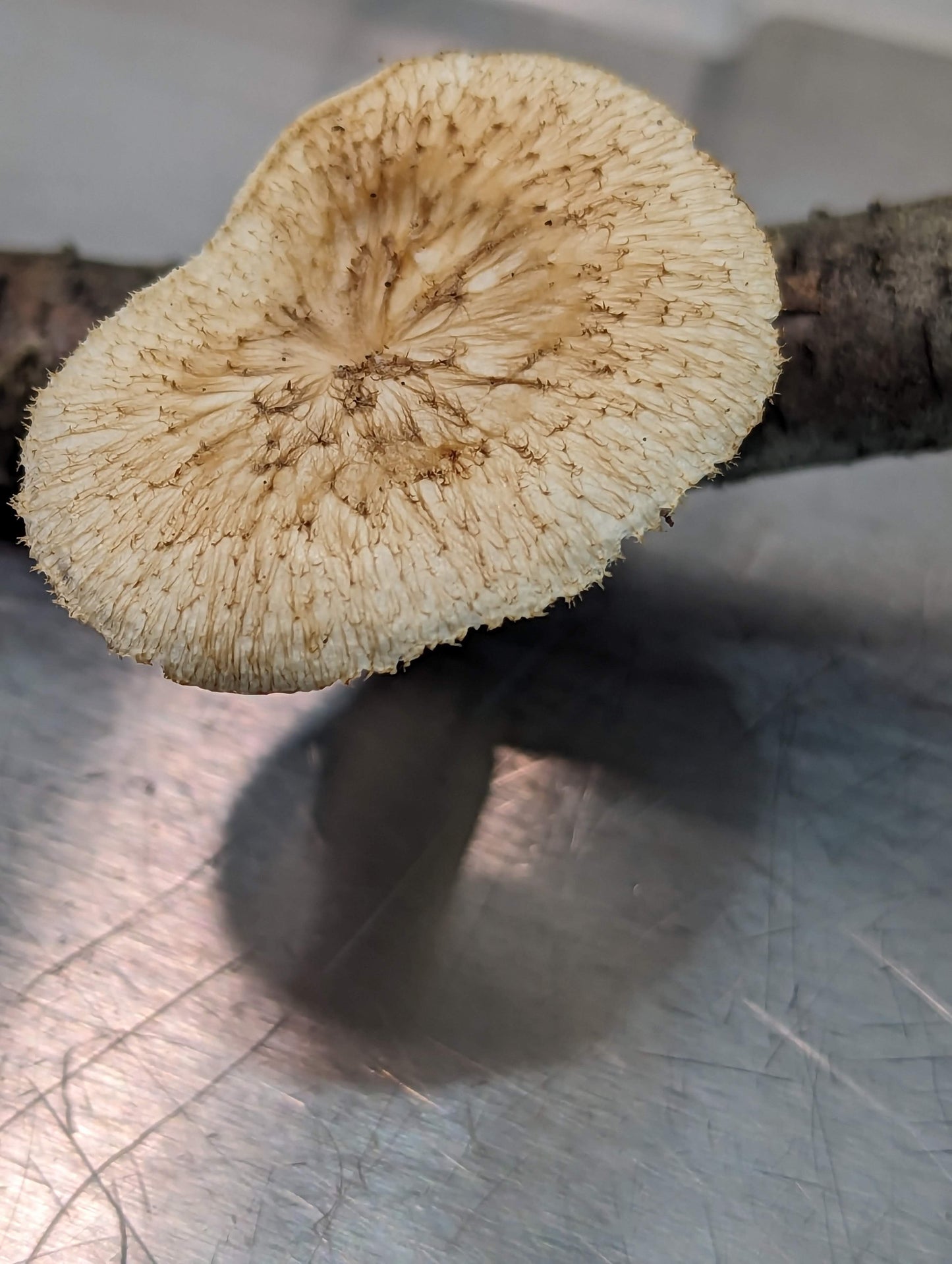 Tuberous Polypore Polyporus tuberaster