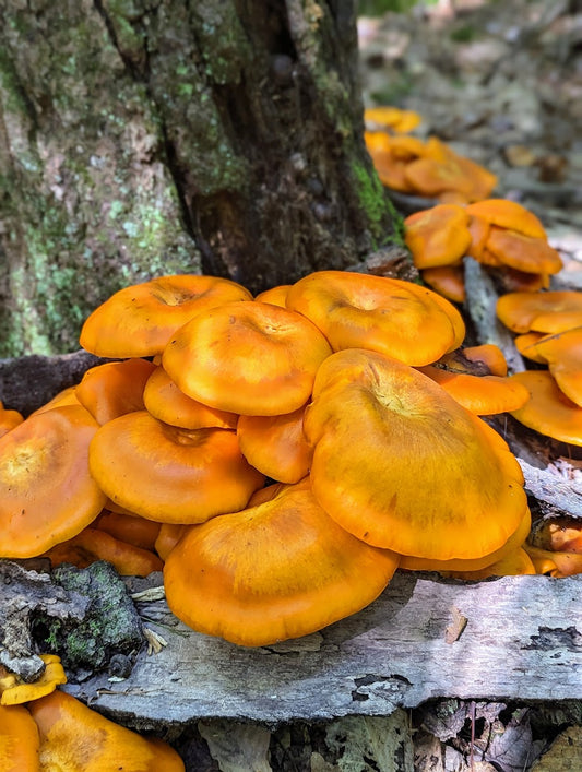 Eastern Jack-o'-lantern Bioluminescent Mushroom Omphalotus illudens