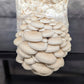 Pearl Oyster Mushroom Pleurotus ostreatus