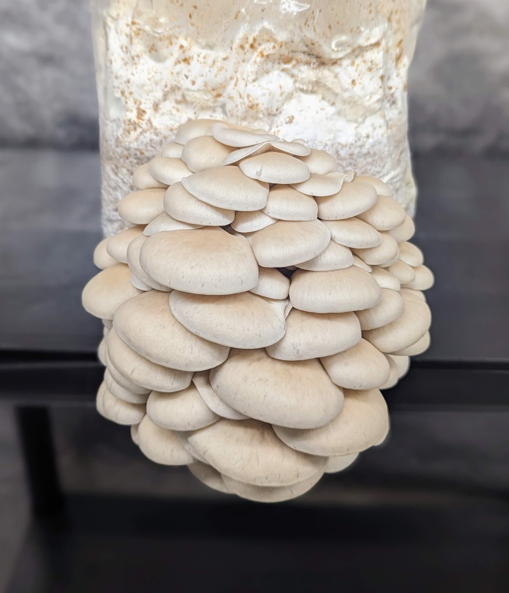 Pearl Oyster Mushroom Pleurotus ostreatus