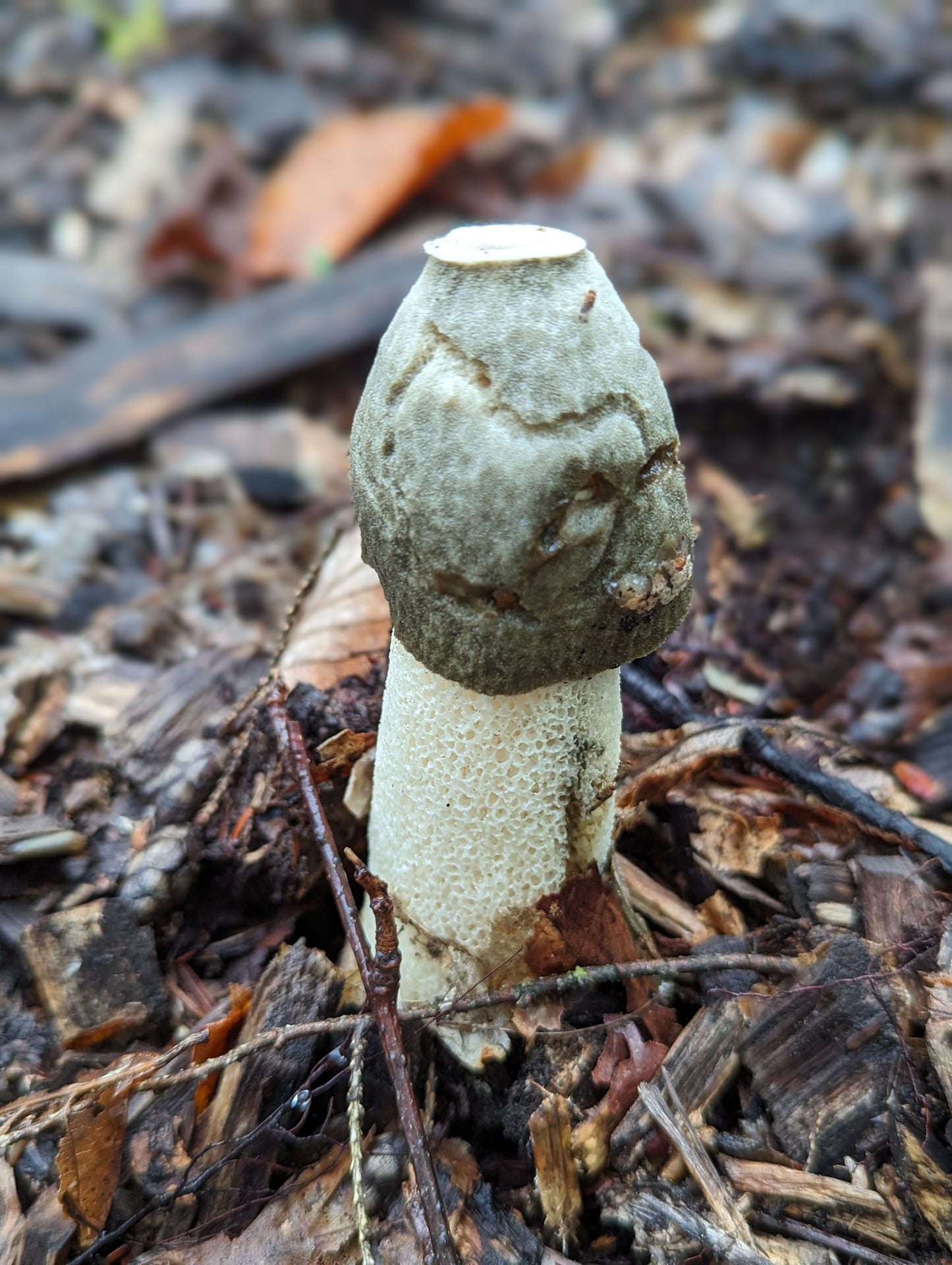 Stinkhorn Mushroom Phallus impudicus