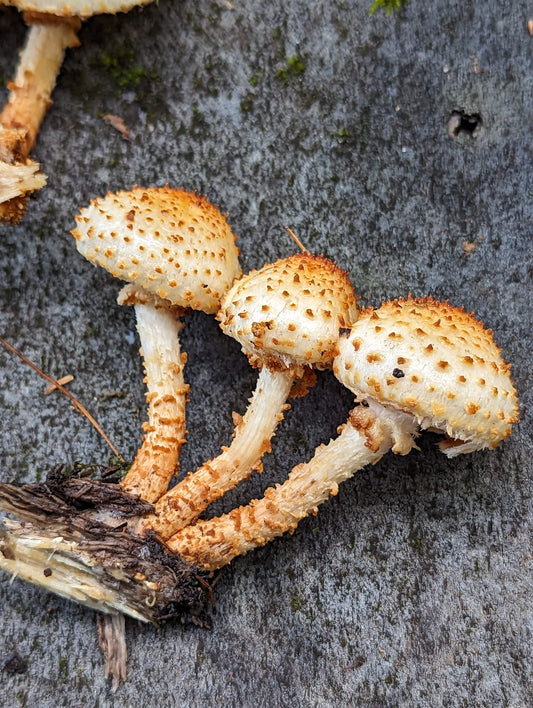 Sharp Scaly Cap Pholiota squarrosoides