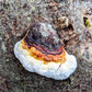 Red-Belted Conk Fomitopsis pinicola