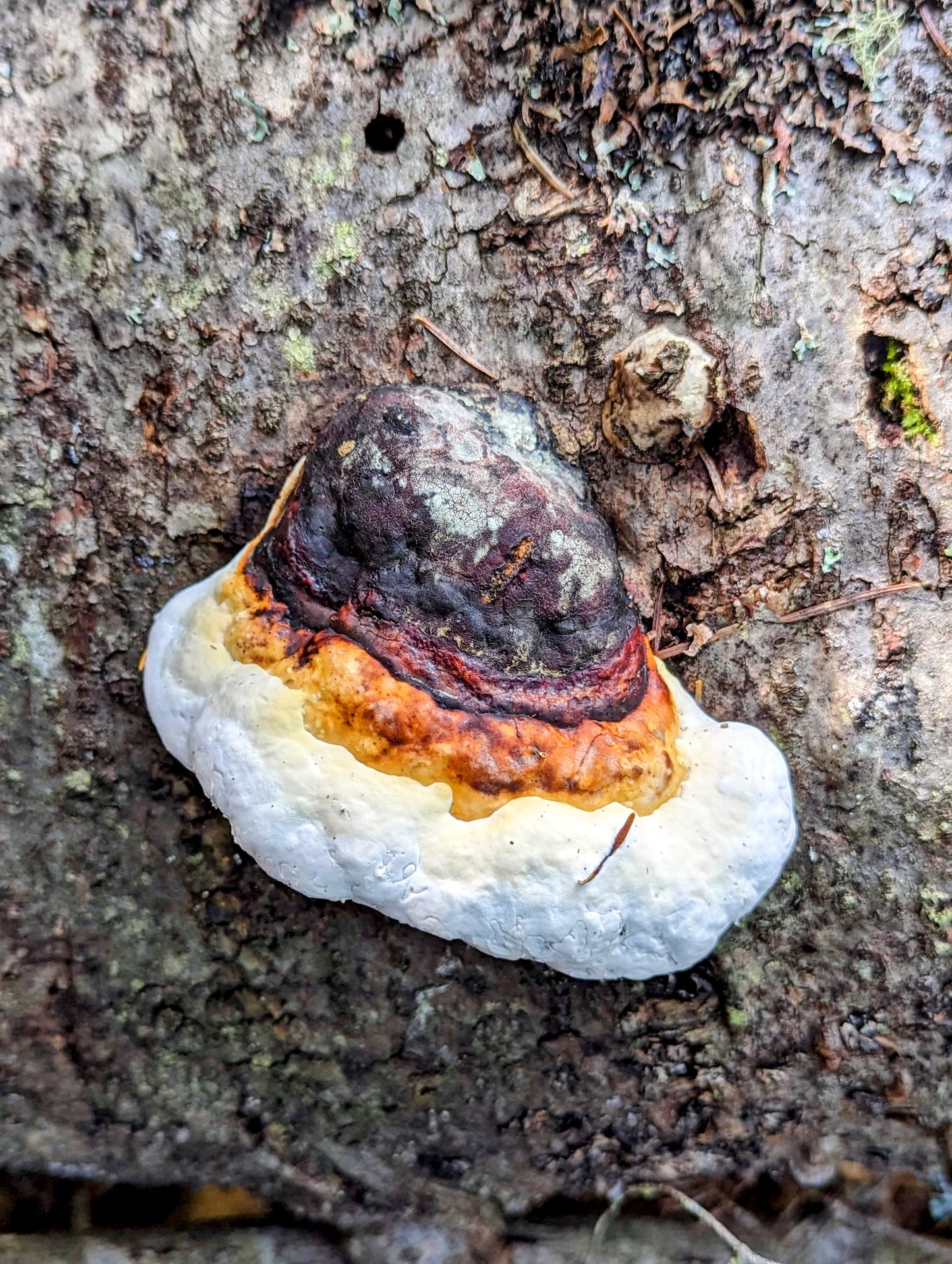 Red-Belted Conk Fomitopsis pinicola