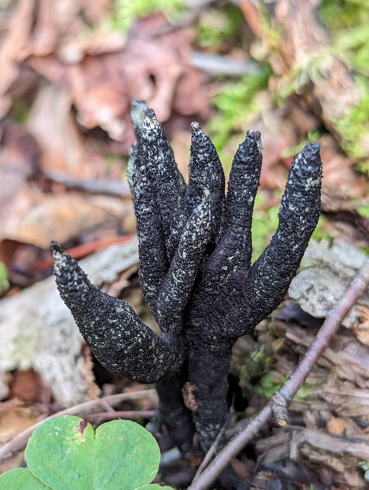 Dead Man's Hand Xylaria cornu-damae