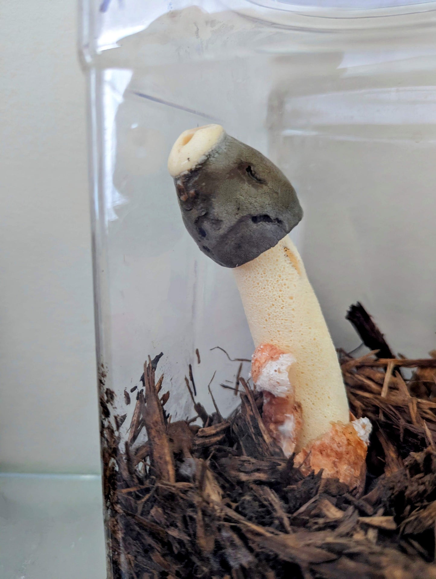 Ravenel's Stinkhorn Phallus ravenelii