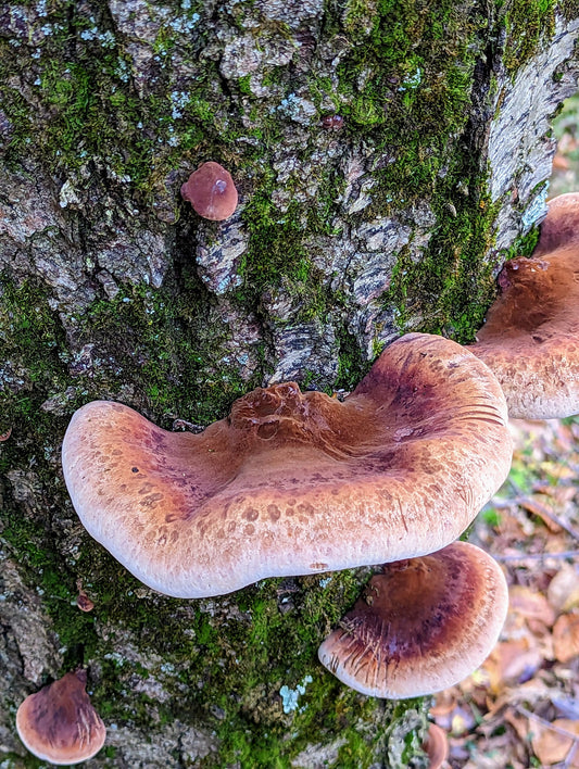 Resinous Polypore Mushroom Ischnoderma resinosum