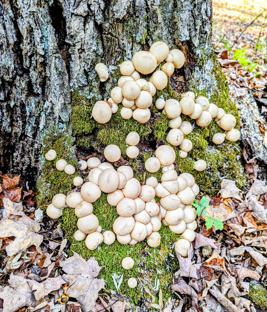 Stump Puffball Apioperdon pyriforme