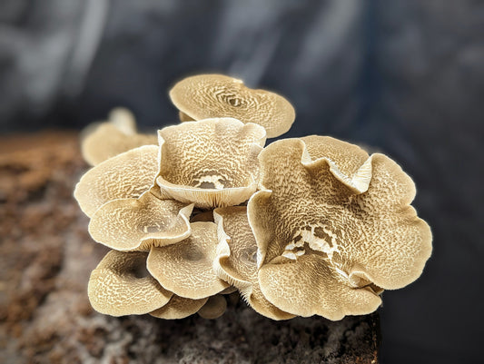 Tiger Sawgill Mushroom Lentinus tigrinus