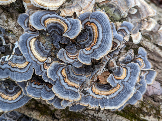 Turkey Tail Mushroom Trametes versicolor