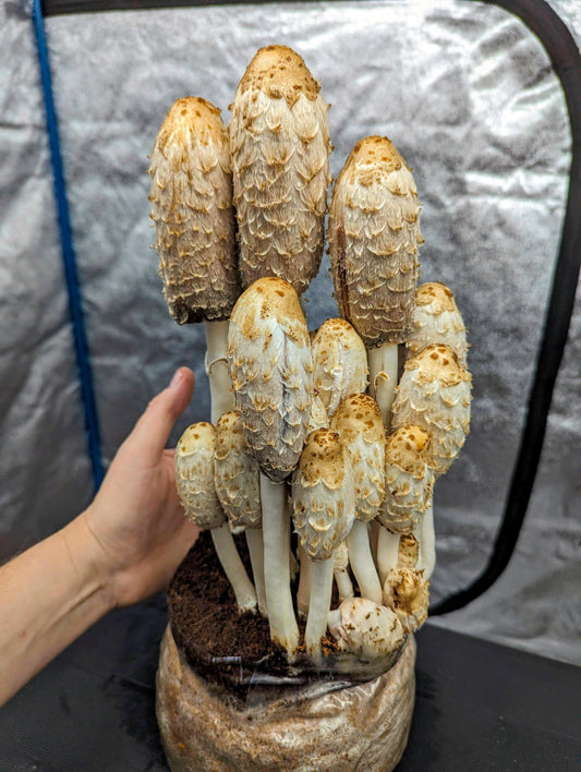 Shaggy Mane Mushroom Coprinus comatus