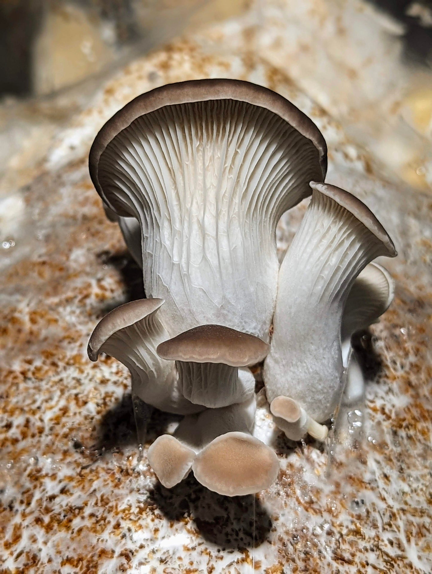 Pocket Sized Oyster Pleurotus geesteranus