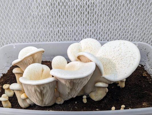 White Ferula Pleurotus ferulae