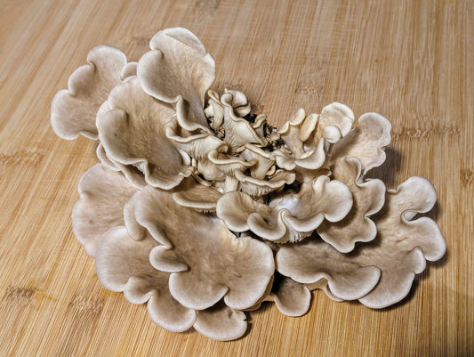 Conifer Oyster Pleurotus pulmonarius