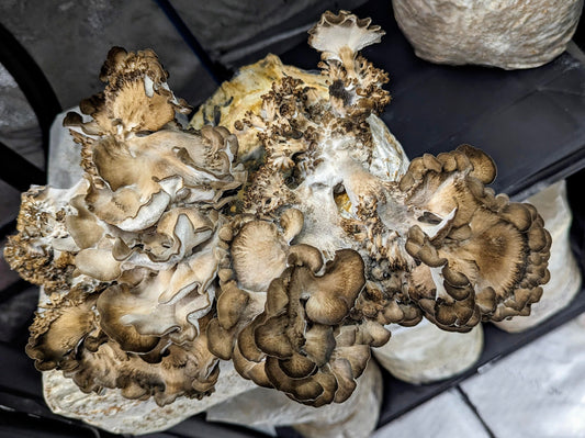 Black Maitake, Grifola frondosa