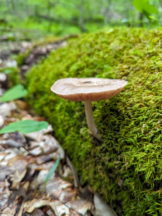 Deer Mushroom Pluteus cervinus