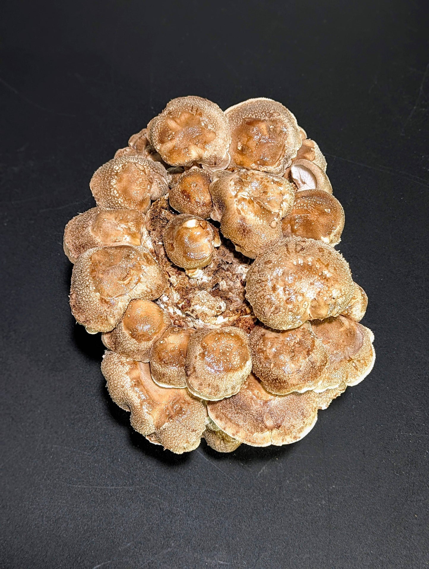 Shiitake 3770 Lentinula edodes