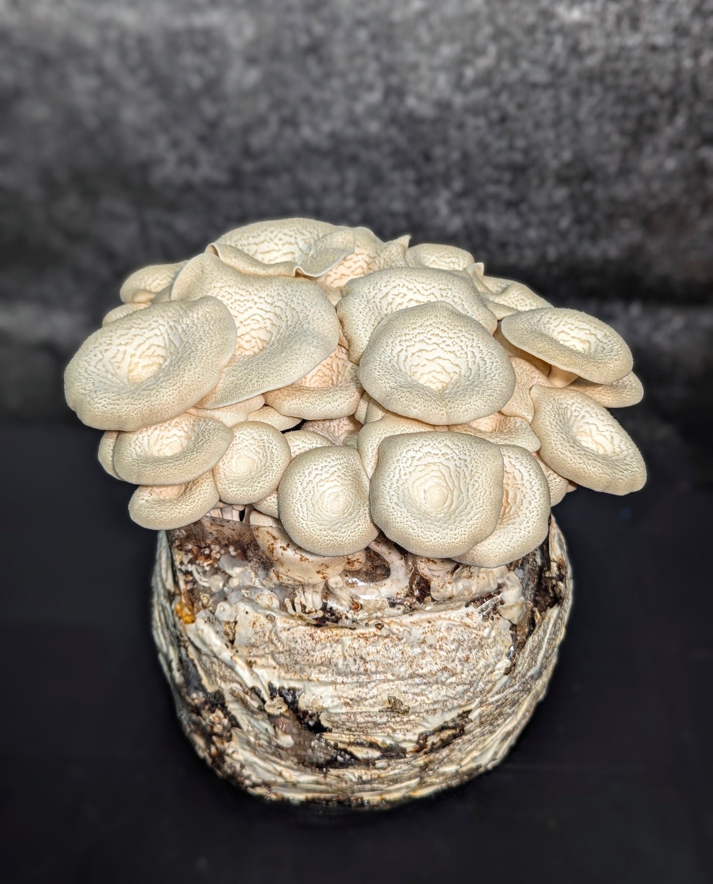 Hed Khan Khao White Shiitake Mushroom Lentinus Squarrosulus