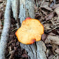 Elegant Polypore Cerioporus varius